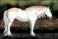 Horse Color:Silver Classic Champagne Dun Splash Frame 