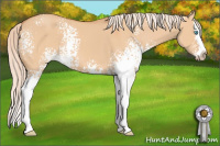 Horse Color:Gray White Spotted Cremello Dun Sabino Splash 