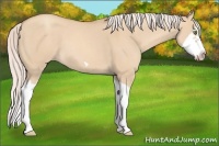Horse Color:Silver Classic Champagne Dun Splash Frame 