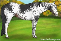 Horse Color:White Spotted Brown 