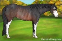 Horse Color:Brown Sabino Rabicano 