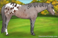 Horse Color:Brown Appaloosa 
