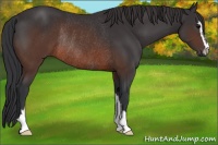 Horse Color:Brown Sabino Rabicano