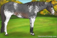 Horse Color:White Spotted Brown Appaloosa 