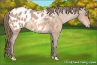 Horse Color:Amber Champagne Appaloosa 