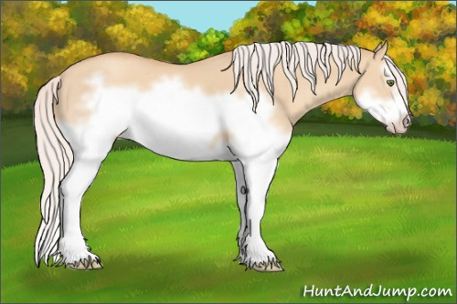 Horse Color: Silver Classic Champagne Dun Splash Frame 