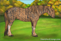 Horse Color:Black  Brindle