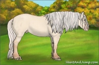 Horse Color:Silver Classic Champagne Dun 