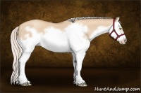 Horse Color:Silver Classic Champagne Dun Splash Frame 