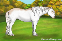 Horse Color:Silver Classic Champagne Dun Splash Frame 