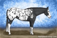 Horse Color:Black Splash Appaloosa 