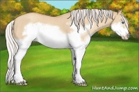 Horse Color:Silver Classic Champagne Dun Splash Frame 