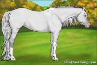Horse Color:Silver Classic Champagne Chinchilla Roan Dun Tobiano 