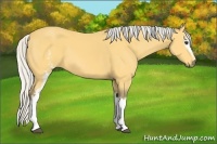 Horse Color:White Spotted Silver Buckskin 