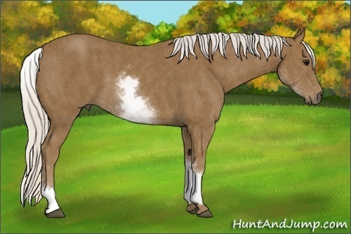 Horse Color: White Spotted Silver Smoky Black  Brindle