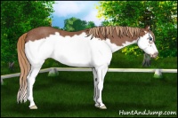 Horse Color:Red Roan Splash Frame Rabicano 