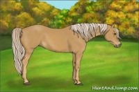 Horse Color:Palomino 