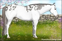 Horse Color:Grullo Roan Splash Appaloosa