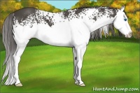 Horse Color:White Spotted Smoky Black Splash 