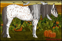 Horse Color:Bay Near Leopard Rabicano 