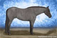Horse Color:Smoky Blue Roan 