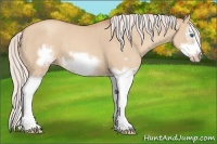 Horse Color:Silver Classic Champagne Dun Splash Frame 
