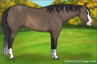 Horse Color:Brown Dun Splash 