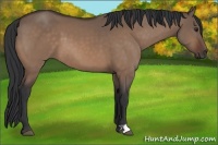 Horse Color:Brown Dun 