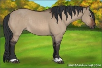 Horse Color:Brown Dun Rabicano 