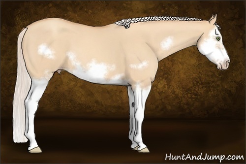 Horse Color:Silver Classic Champagne Dun Splash Frame 