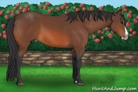 Horse Color:Bay Splash 