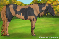 Horse Color:Black  Brindle