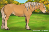 Horse Color:Chocolate Palomino 