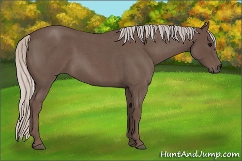 Horse Color:Silver Blue Roan 
