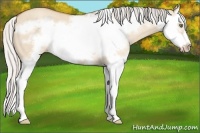Horse Color:Silver Classic Champagne Dun Splash Frame 
