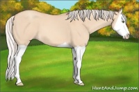 Horse Color:Silver Amber Champagne Dun Splash 
