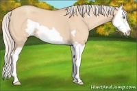 Horse Color:Silver Amber Champagne Dun Splash Frame 