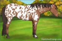 Horse Color:Bay Appaloosa