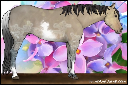 Horse Color: White Spotted Brown Ice Dun 