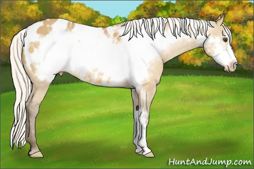 Horse Color: Silver Buckskin Dun Frame Blanket 
