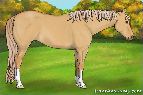 Horse Color: Palomino Dun 
