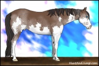 Horse Color:Bay Splash 