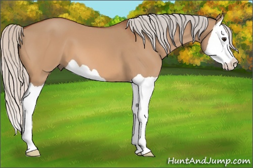 Horse Color: Silver Bay Dun Splash 
