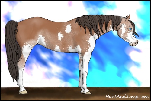 Horse Color: Bay Splash 