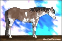 Horse Color:Bay Splash 