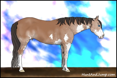 Horse Color: Bay Splash 