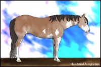 Horse Color:Bay Splash 