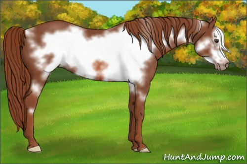 Horse Color: Liver Chestnut Frame 