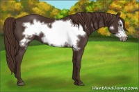 Horse Color:Liver Chestnut Frame 