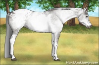 Horse Color:Gray White Spotted Grullo Blanket 